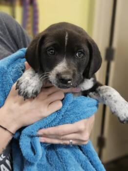 Rescue Australian Cattle Dog Blue Heeler and Shepherd Dogs for Adoption in Rockwall, Texas - Found Stray: Tommy | PetCurious