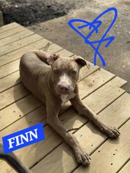 Finn -  Pit Bull Terrier and Boxer Dog for Adoption in Watertown, Connecticut - Finn | PetCurious