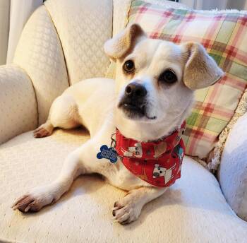 Chihuahua and Shih Tzu Dogs Available for Adoption in Troutman, North Carolina - ODELL | PetCurious