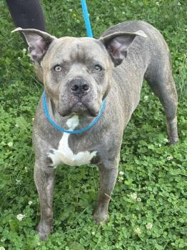 Cali -  Pit Bull Terrier Dog for Adoption in Anderson, Indiana - Cali | PetCurious