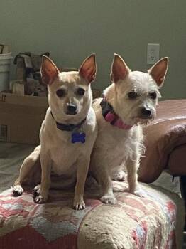 Libby -  Chihuahua and Parson Russell Terrier Dog for Adoption in Algood, Tennessee - Libby | PetCurious