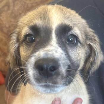 Cleat -  Great Pyrenees and German Shepherd Dog Dog for Adoption in Eureka Springs, Arkansas - Cleat | PetCurious