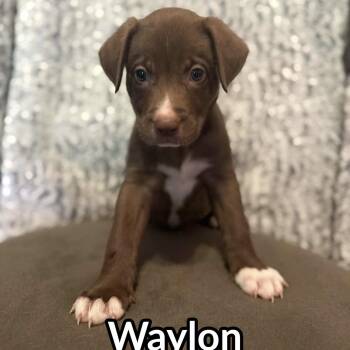 Waylon (20260929-07) -  Labrador Retriever Dog for Adoption in Niagara Falls, Ontario - Waylon (20260929-07) | PetCurious