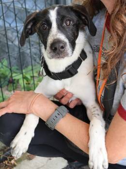 Hazel -  Labrador Retriever and Border Collie Dog for Adoption in Harrison, New York - Hazel | PetCurious