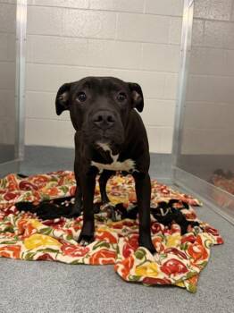 SPARK -  Pit Bull Terrier Dog for Adoption in Indianapolis, Indiana - SPARK | PetCurious