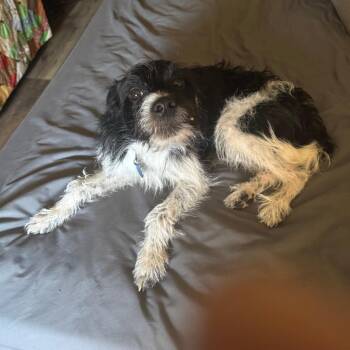 Chihuahua and Yorkshire Terrier Dogs Available for Adoption in Rochester, Minnesota - Johnny | PetCurious