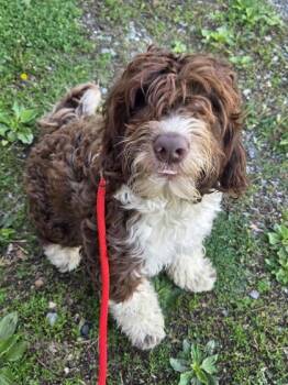 Portuguese Water Dog Dogs Available for Adoption in Malvern, Pennsylvania - Noodle | PetCurious