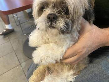 Shih Tzu Dogs Available for Adoption - PIKACHU | PetCurious
