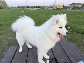 Sana -  Samoyed Dog for Adoption in Markham, Ontario - Sana | PetCurious