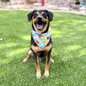 Scruffles -  Rottweiler and German Shepherd Dog Dog for Adoption in Fairfield, Connecticut - Scruffles | PetCurious