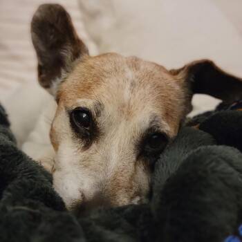 Mixed Breed Dogs Available for Adoption - Tugboat | PetCurious