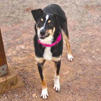 Catan 53282 -  Australian Cattle Dog Blue Heeler and Mixed Breed Dog for Adoption in Las Vegas, Nevada - Catan 53282 | PetCurious
