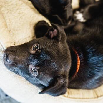 Black Labrador Retriever and Border Collie Dogs Available for Adoption - Cheddar | PetCurious