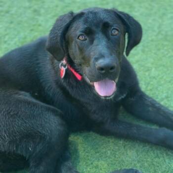 Zuri -  Labrador Retriever Dog for Adoption in Colorado Springs, Colorado - Zuri | PetCurious