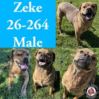 Pit Bull Terrier Dogs Available for Adoption in Georgetown, Kentucky - Zeke | PetCurious
