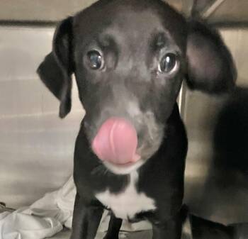 Pansy -  Mixed Breed Dog for Adoption in Parma, Ohio - Pansy | PetCurious