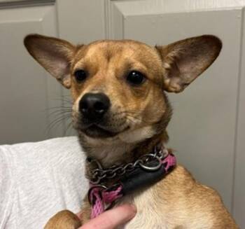 Zipp -  Chihuahua and Terrier Dog Available for Adoption in Littleton, Colorado - Zipp | PetCurious