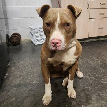 Pit Bull Terrier Dogs Available for Adoption in Evensville, Tennessee - Tobias | PetCurious