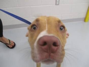 A385053 -  Staffordshire Bull Terrier Dog for Adoption in Ocala, Florida - A385053 | PetCurious