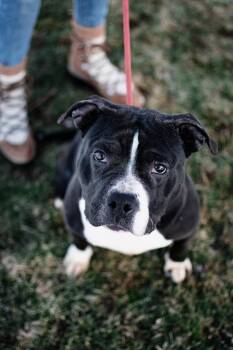 Pit Bull Terrier Dogs Available for Adoption - Adele | PetCurious