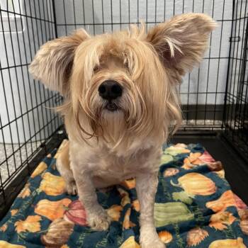 Terrier and Mixed Breed Dogs Available for Adoption in Port Charlotte, Florida - Maxie | PetCurious