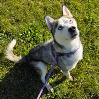 Chad -  Husky and Mixed Breed Dog for Adoption in Bristol, Indiana - Chad | PetCurious