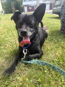 Ricky -  Chihuahua Dog for Adoption in Taghkanic, New York - Ricky | PetCurious