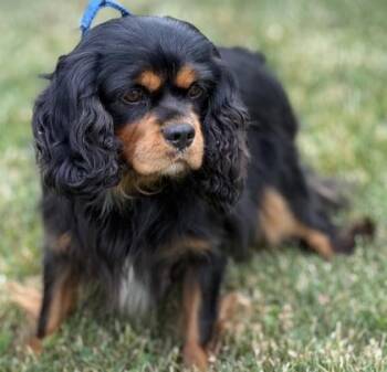 Freddie -  Cavalier King Charles Spaniel Dog for Adoption in Malvern, Pennsylvania - Freddie | PetCurious