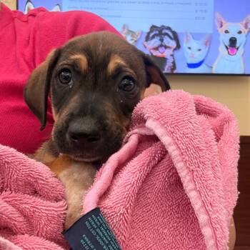 Mars -  Mixed Breed Dog for Adoption in West Palm Beach, Florida - Mars | PetCurious