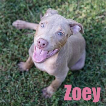 Zoey -  Terrier and Mixed Breed Dog for Adoption in Ellicott City, Maryland - Zoey | PetCurious