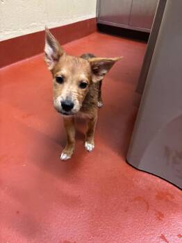 Mixed Breed Dogs Available for Adoption - Cherry | PetCurious