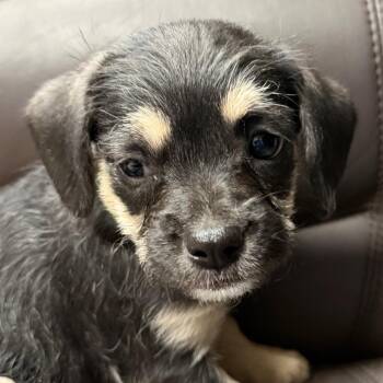 Mixed Breed Dogs Available for Adoption in Yuma, Arizona - Mocha | PetCurious