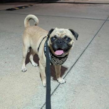 Paine -  Pug Dog for Adoption in Alvin, Texas - Paine | PetCurious