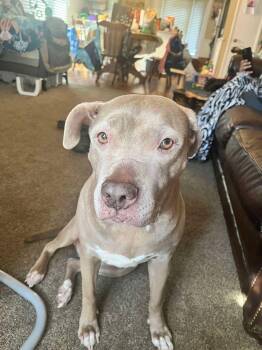 Jules: Adopt or Forever Foster -  Pit Bull Terrier Dog for Adoption in Rochester, New York - Jules: Adopt Or Forever Foster | PetCurious