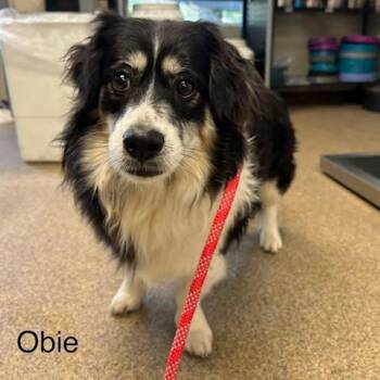 Obie -  Mixed Breed Dog for Adoption in Knoxville, Tennessee - Obie | PetCurious