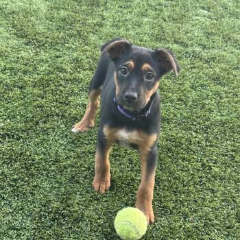 Shepherd Dogs Available for Adoption - Violet  | PetCurious