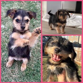 Yorkshire Terrier Dogs Available for Adoption in Richmond, Virginia - Alani, Darcy And Phoebe | PetCurious