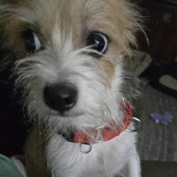 Sally -  Mixed Breed Dog for Adoption in Pleasant Valley, New York - Sally | PetCurious