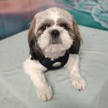 Ginger -  Shih Tzu and Mixed Breed Dog for Adoption in Griswold, Connecticut - Ginger | PetCurious