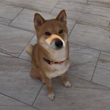 Shiba Inu Dogs Available for Adoption in Las Vegas, Nevada - Bento | PetCurious