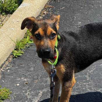 Violet -  Mixed Breed Dog for Adoption in Wheeling, Illinois - Violet | PetCurious