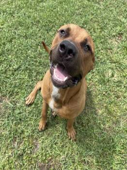 A137468 -  Mixed Breed Dog for Adoption in Palmetto, Florida - A137468 | PetCurious