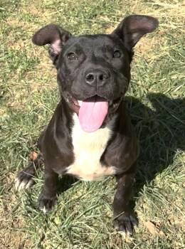 261535  Tiptoe -  Pit Bull Terrier Dog for Adoption in Wetumpka, Alabama - 261535  Tiptoe | PetCurious