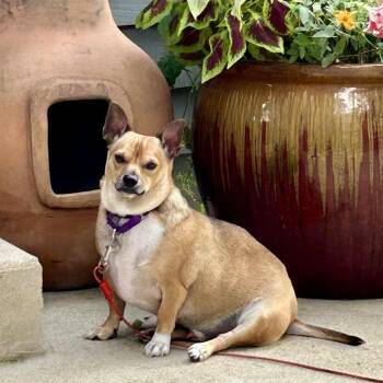 Chihuahua Dogs Available for Adoption in South Elgin, Illinois - Trident | PetCurious