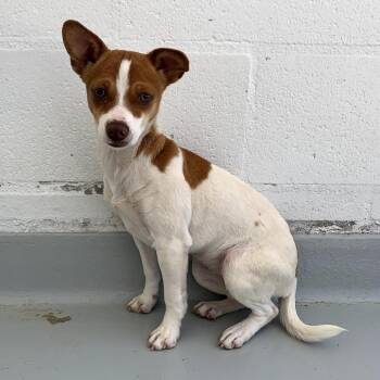 Estelle -  Mixed Breed Dog for Adoption in San Francisco, California - Estelle | PetCurious