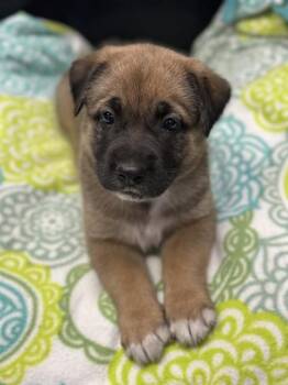 ALMOND -  Labrador Retriever and Mixed Breed Dog for Adoption in Stockton, California - ALMOND | PetCurious