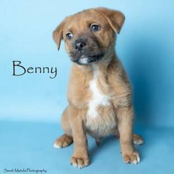 Shepherd and Mixed Breed Dogs Available for Adoption - Benny Boo Bear | PetCurious