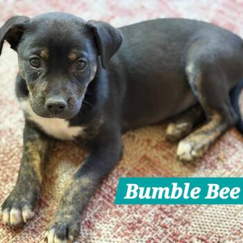 Shepherd Dogs Available for Adoption in South Elgin, Illinois - BumbleBee | PetCurious