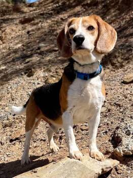 Cooper -  Beagle Dog for Adoption in Jamestown, California - Cooper | PetCurious