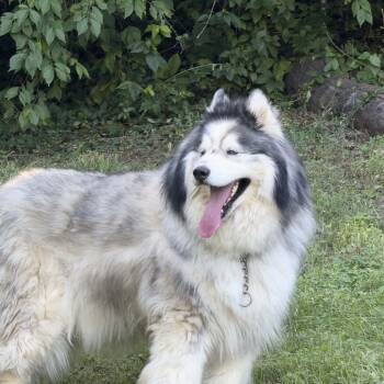 Asher Gray -  Alaskan Malamute and Husky Dog for Adoption in Brentwood, Missouri - Asher Gray | PetCurious